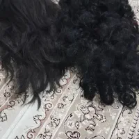 کلاه گیس و کلیپس مو دار