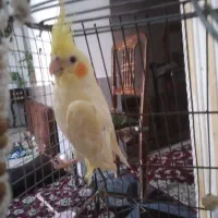 عروس هلندی