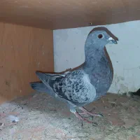 پلاکی|پرنده|بم, |دیوار