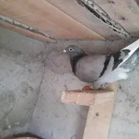 کبوترپلاکی اصلی|پرنده|فومن, |دیوار