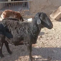 ۱۵ راس بره قوچ قره قزل اصل موفر موقعیت سیم فروشی|حیوانات مزرعه|خنداب, |دیوار