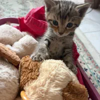 واگذاری گربه