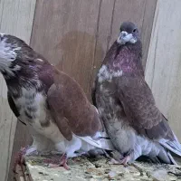 ۶۰تاکفتر گروی