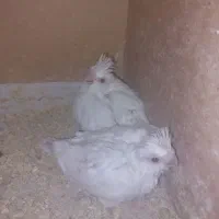 جوجه آلبینوسرلاکی|پرنده|گالیکش, |دیوار