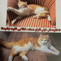 گربه طلایی گمشده