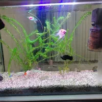 اکواریوم باماهی وهیتر وماسه عربی وشریمپ