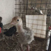 جوجه بوقلمون|حیوانات مزرعه|ماهدشت, |دیوار