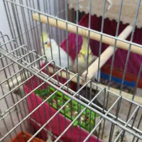 عروس هلندی مولد