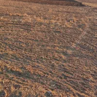 زمین کشاورزی دیم