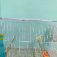 قناری  گرین چک.  کوتوله