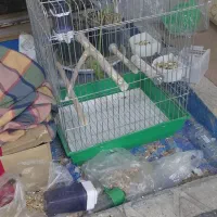 قفس طوطی عروس هلندی سایز کوچک و بزرگ شهرری دیلمان|لوازم جانبی حیوانات|ری, دیلمان|دیوار