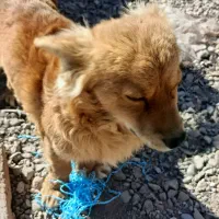 سگ پا کوتاه|سگ|کرمان, |دیوار