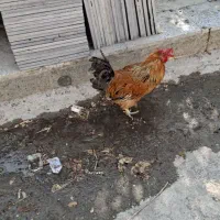 خروس سرحال چهل تاج خوش رنگ بدون هیچ مریضی|حیوانات مزرعه|کرج, فاز ۳ گوهردشت|دیوار