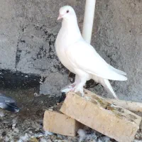 دوتانوچه پرشی