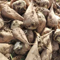 چغندر قند و تفاله