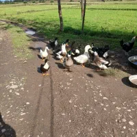 اردک نر وماده|حیوانات مزرعه|سنگر, |دیوار