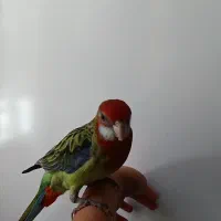طوطی رزیلا شرقی دستی