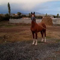 اسب عرب یه سر پنج نشان شش دونگ|اسب و تجهیزات اسب‌سواری|ارومیه, |دیوار