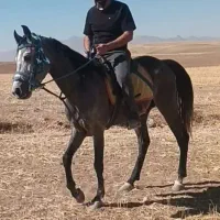 اسب سیلمی کردنژادولی عهددوازده امامی|اسب و تجهیزات اسب‌سواری|چهاردولی, |دیوار