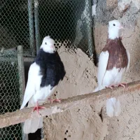 تعدادی کبوتر طوقی فروشی کسی خاست