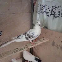 کفتر پرشی|پرنده|تهران, جلیلی|دیوار