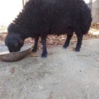 1راس بره نر|حیوانات مزرعه|کمیجان, |دیوار