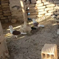 یک  جفت  دوکت  سرخ  کاکل  میخ ویک  شتری ماده