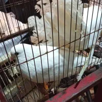 سه عدد کفتر یکی چتری