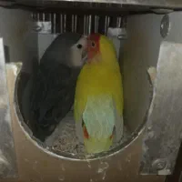 پرندهای زینتی ومولد