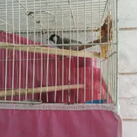 سهره