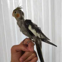 جوجه عروس هلندی سینامون|پرنده|قزوین, |دیوار