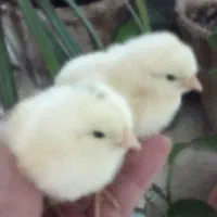 تخم نطفه دار مرغ برسه گوشت قرمز فرانسه