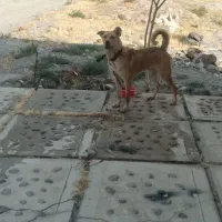 فوروشی سگ سرابی ۱۶ ماهه