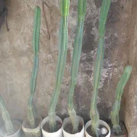 گل کاکتوس طبیعی
