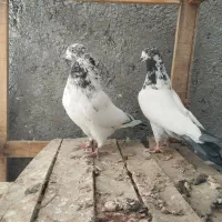 کفتر پرشی|پرنده|کاشان, خزاق|دیوار