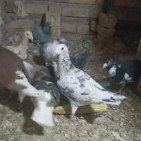 سار هفت رنگ و سار سبز .