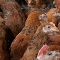 فروش انواع جوجه محلی 70 روزه + مرغ تخم گذار سفید