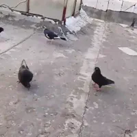 فروش کبوتر10عدد|پرنده|یاسوج, |دیوار