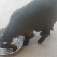 بیگ چاق چاق