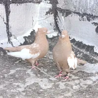 نر و ماده سینه زرد