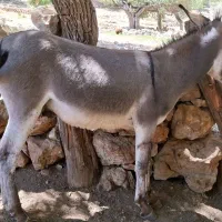 خر دو ساله