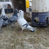 کفتر پلاکی و طوق سبز وسینه سرخ