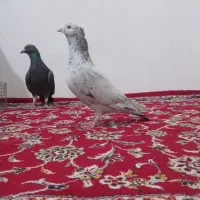 سهره قناری سهره هفترنگ