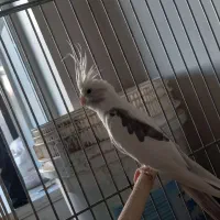 یک عدد عروس هلندی نر دوکت|پرنده|اندیشه, اندیشه فاز ۴|دیوار