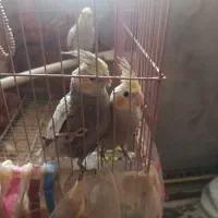 عروس هلندی