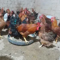 فروش مرغ محلی