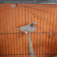 یه جفت فنچ لپ سیاه ماده سیلور|پرنده|رشت, لاکانی|دیوار