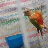 گرینچیک اکستریم رد ماده