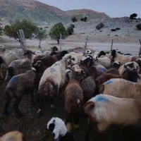 بره نر و ماده کشتی و داشتی