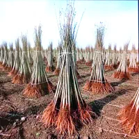 نهال بادام گردو پربازده صنوبر و چنار در نهالستان